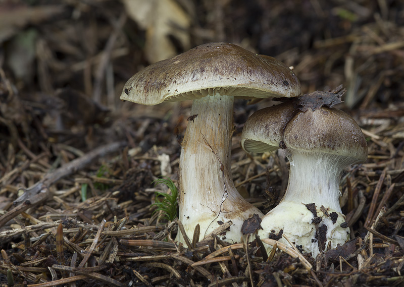 Cortinarius scaurus